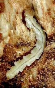 A VIEW OF an ash borer larvae