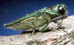 UP CLOSE AND personal with an emerald ash borer.