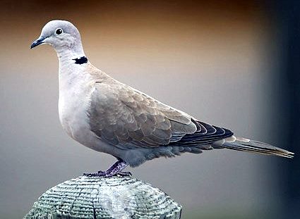 EURASIAN COLLARED DOVE