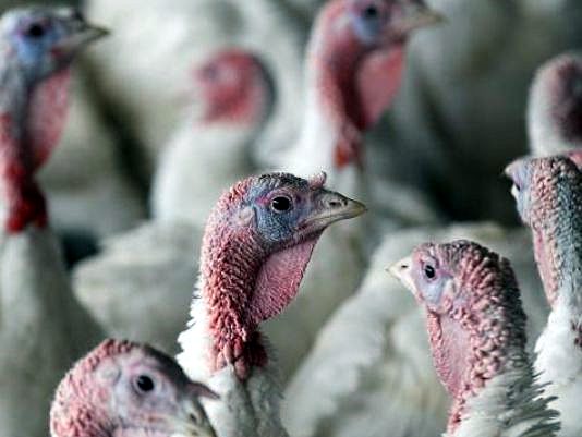 A FLOCK OF turkeys. (Kare 11 photo)