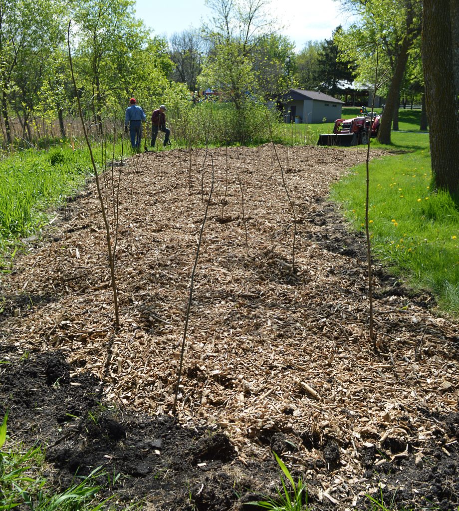 food forest 3