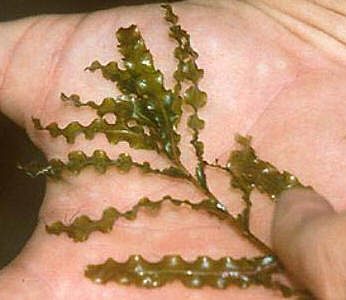 CURLY-LEAF PONDWEED