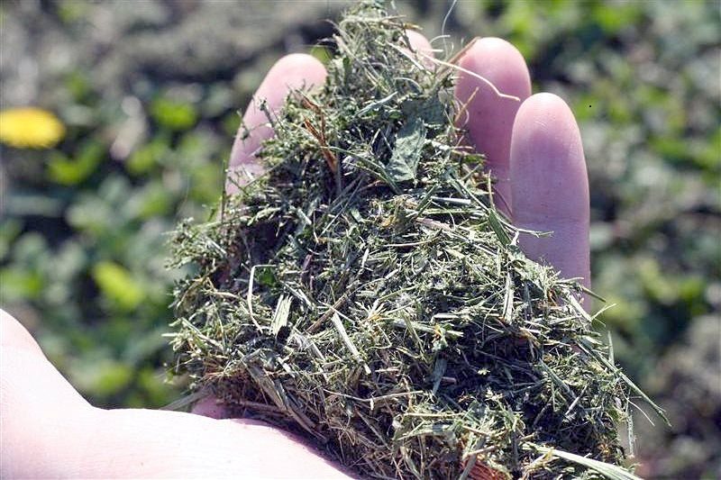 lawn clippings