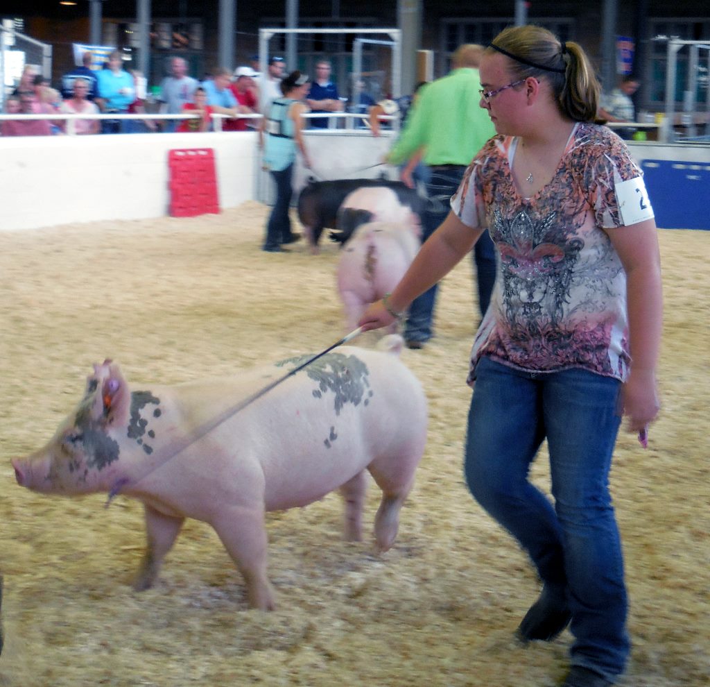 mla ffa 2015 state fair