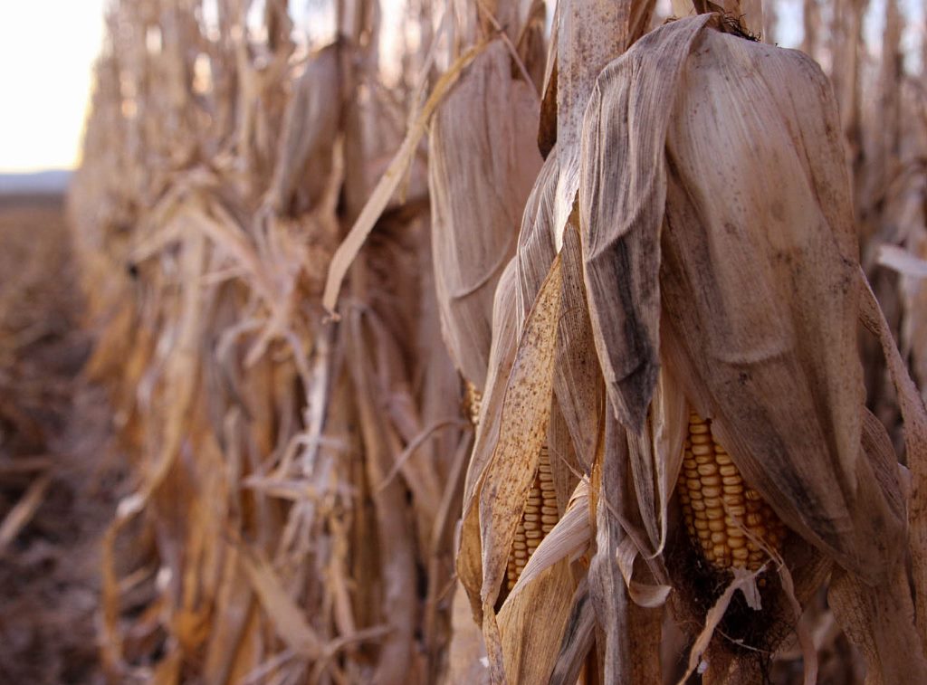 corn harvest