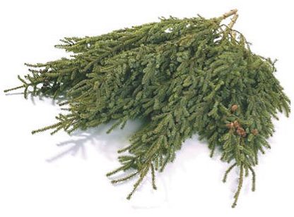 spruce-top-bundle