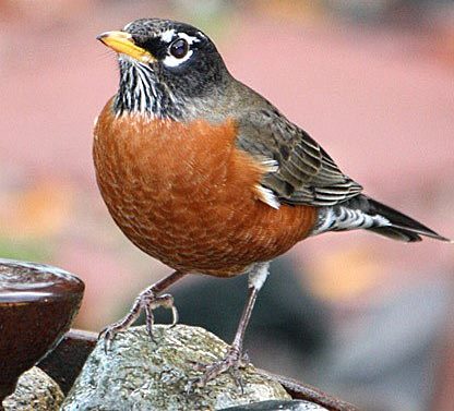AMERICAN ROBIN (PHOTO courtesy of All About Birds)