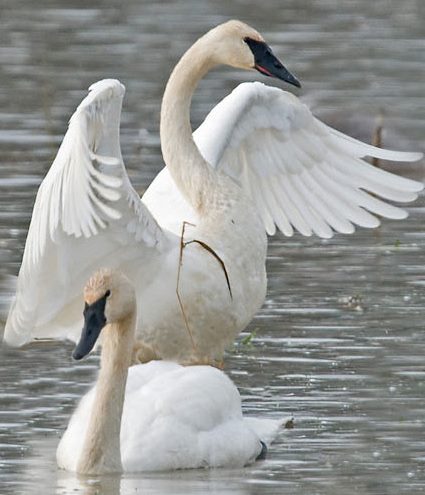 TRUMPETER SWAN. (PHOTO courtesy of The Trumpeter Swan Society)