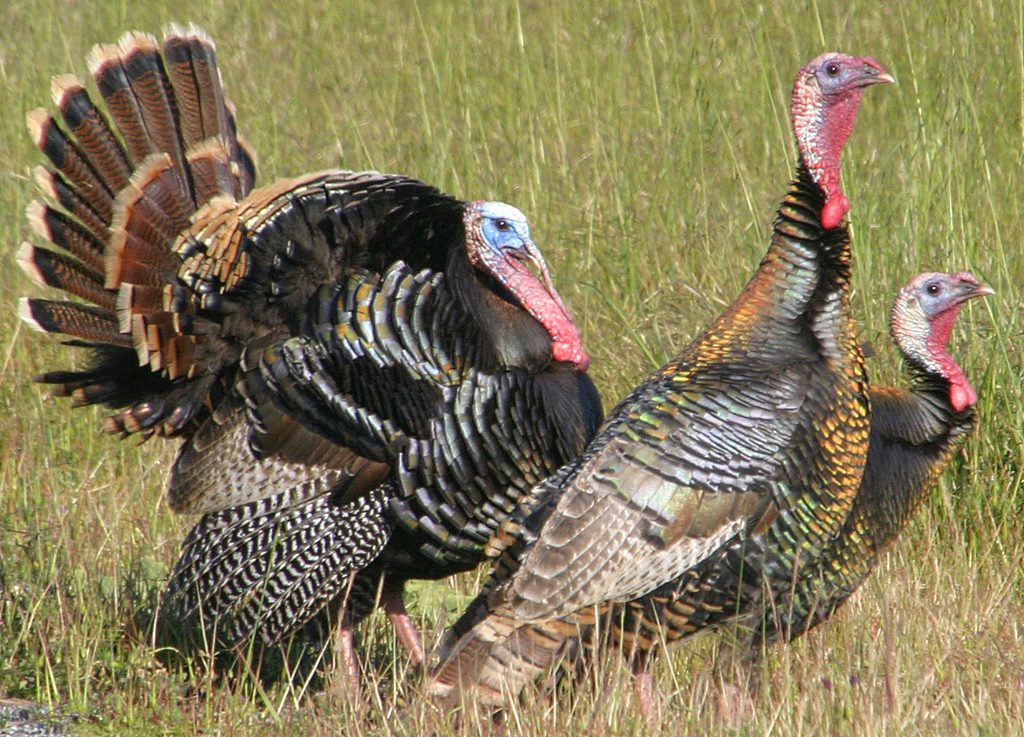 WILD TURKEY (PHOTO courtesy of The Outdoor Guy)