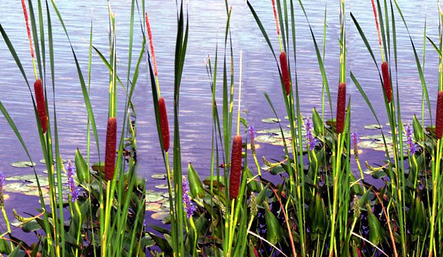 cattails