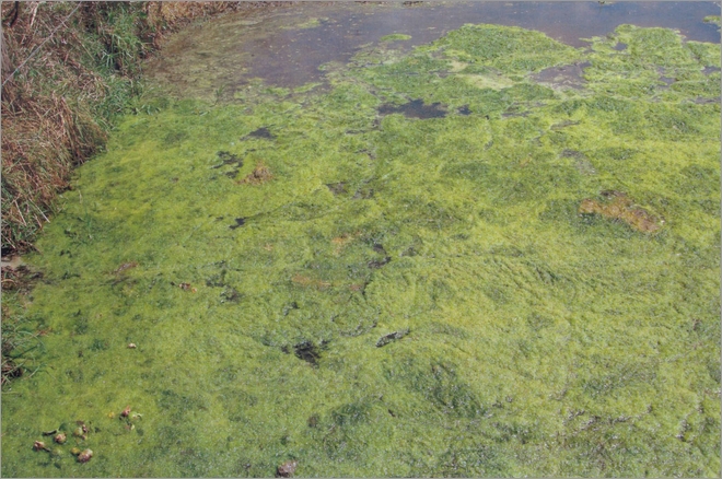 filamentous algae