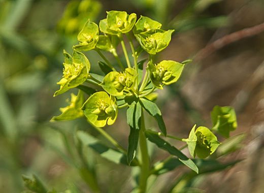 mountain Lake leafy spurge