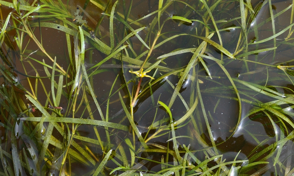 mountain Lake water stargrass