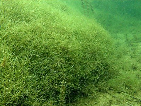 stonewort