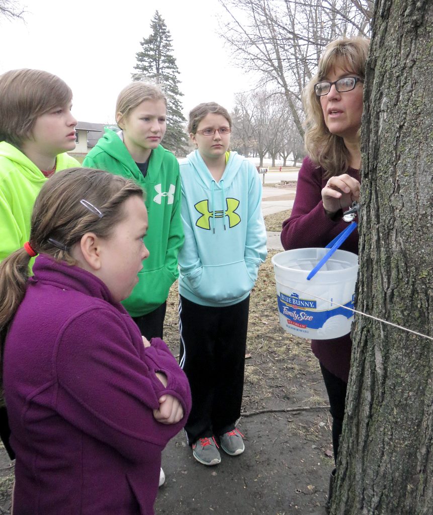 MLC Cedar maple syrup use this 1