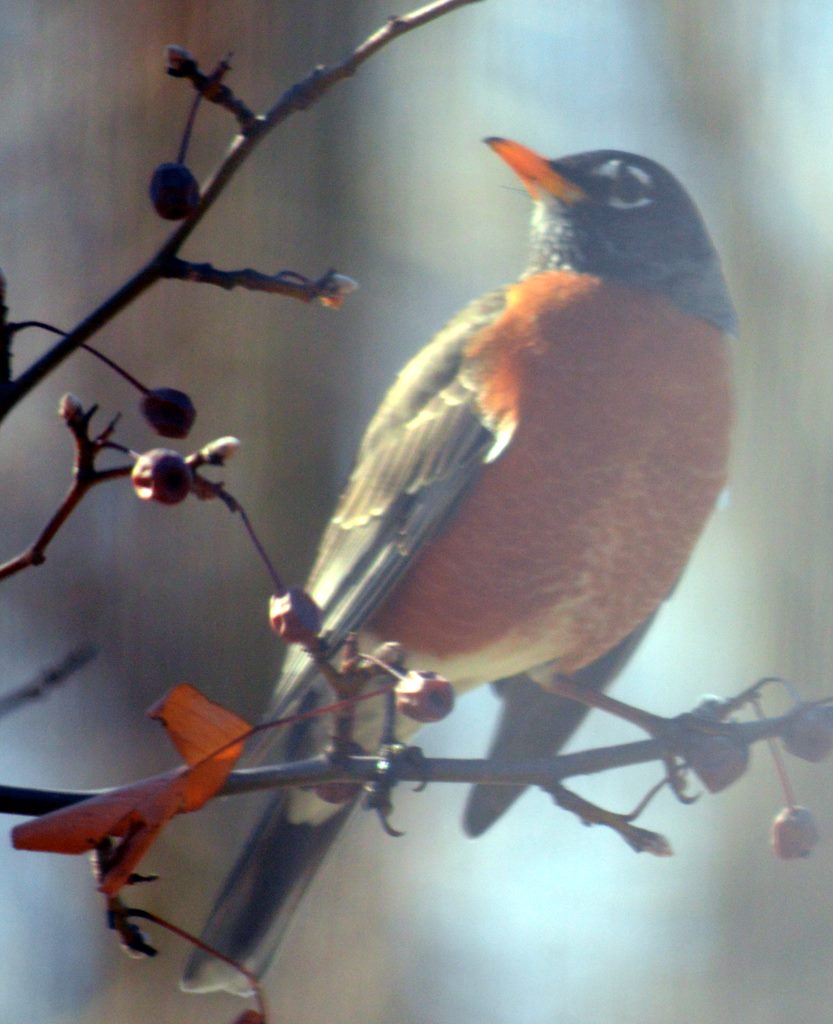 robin 1