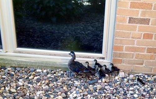 bethel ducks 1