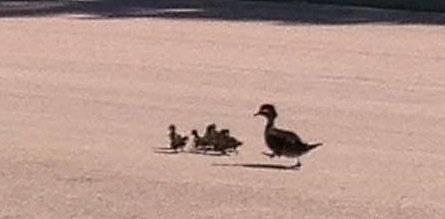 bethel ducks 3