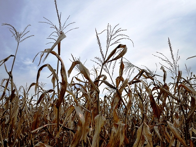 corn-harvest