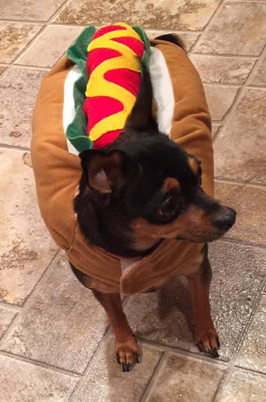 hot-dog