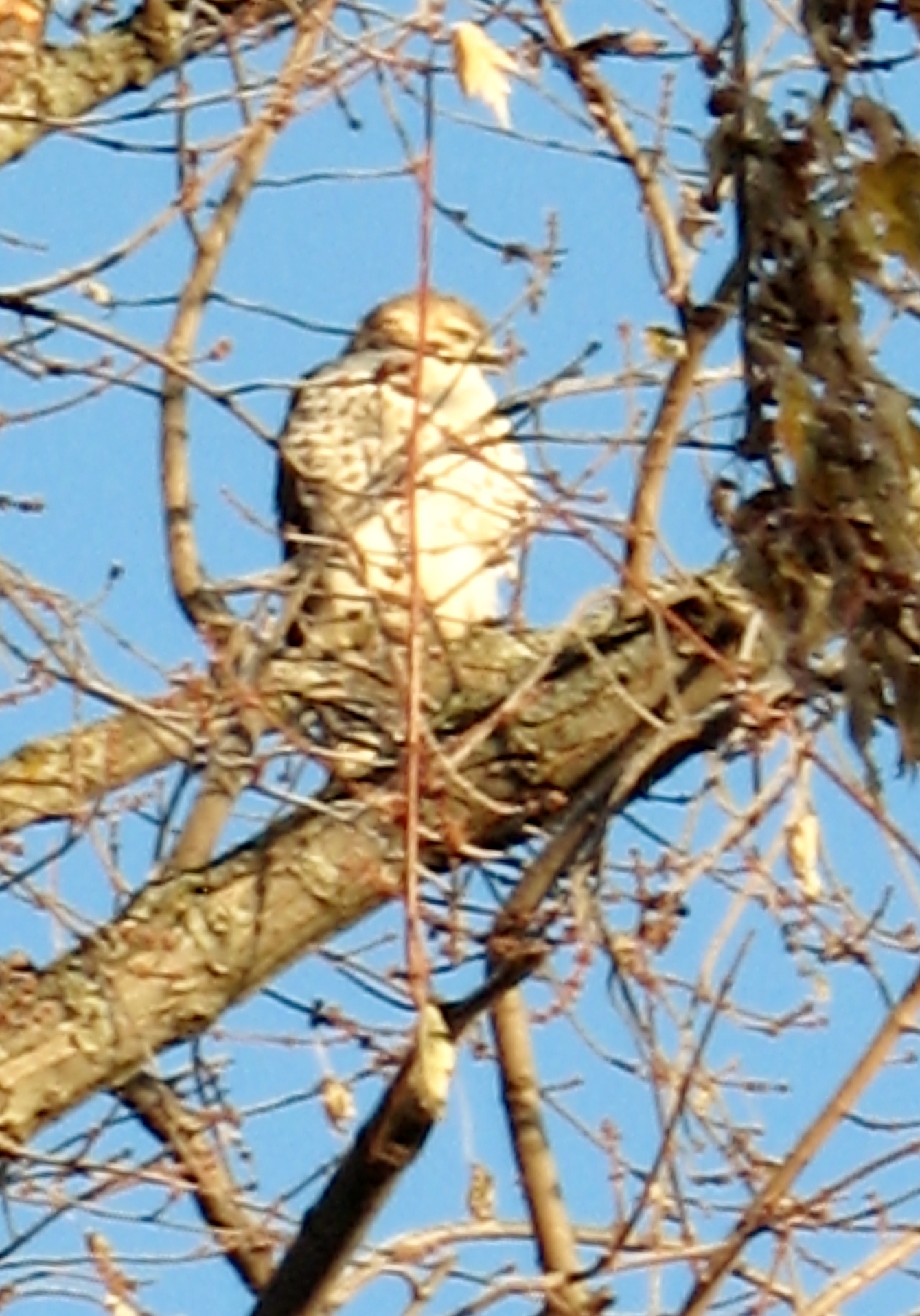 hawk