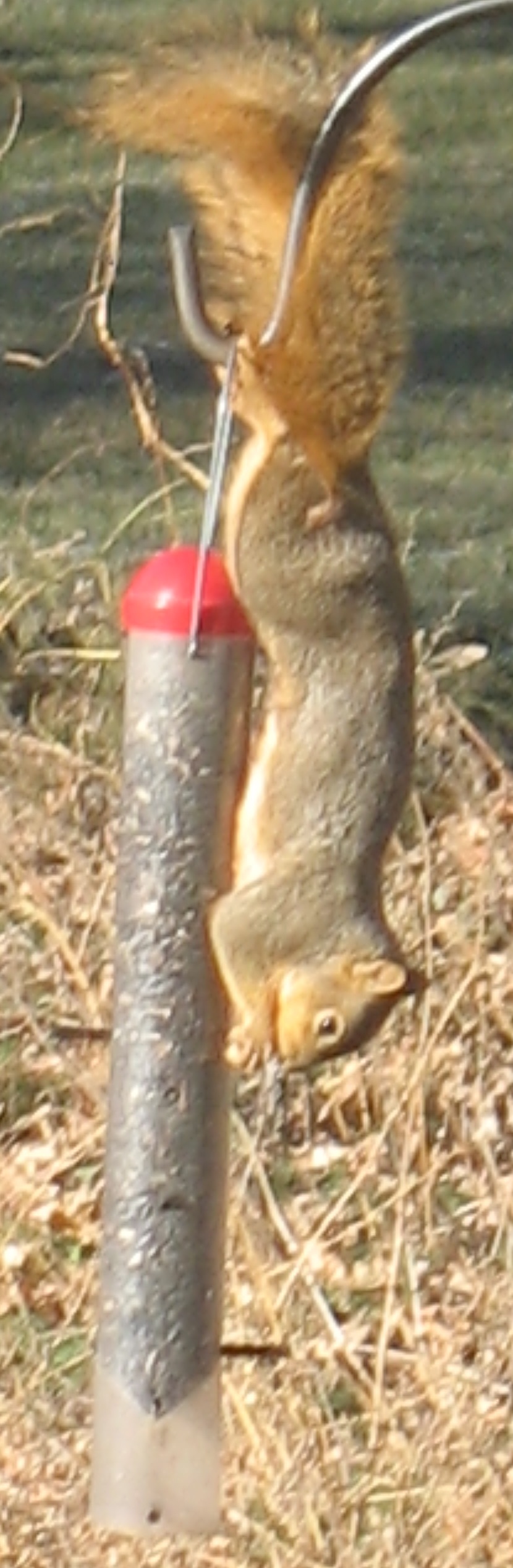 squirrel