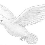 obit dove