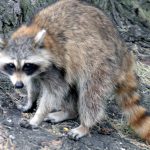 robert or roberta raccoon 1