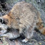 robert or roberta raccoon 2